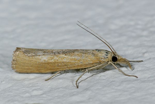 Agriphila tristella