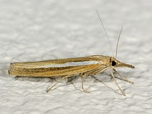 Agriphila tristella