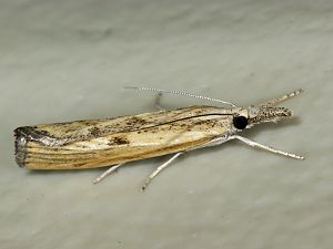 Agriphila tristella