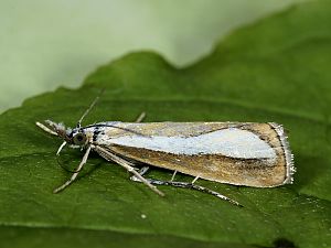 Agriphila tristella