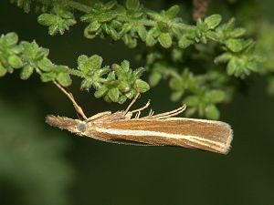 Agriphila tristella