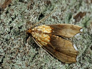 Agrotera nemoralis