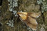 Agrotera nemoralis