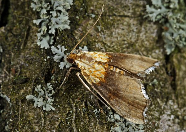 Agrotera nemoralis