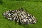 Anania coronata