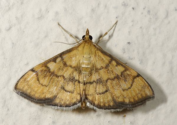 Anania verbascalis