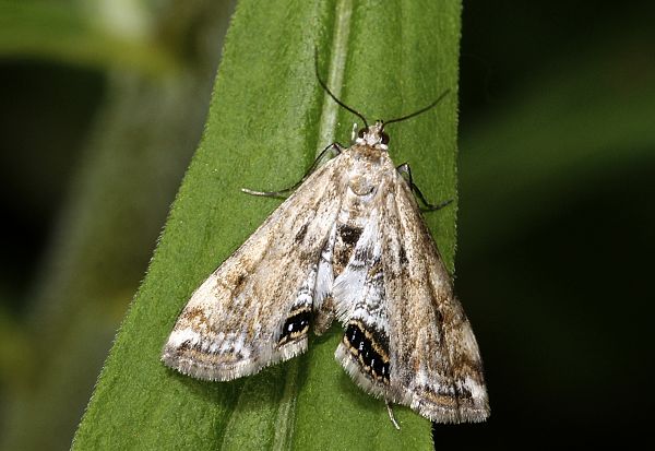 Cataclysta lemnata