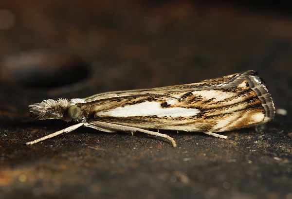 Catoptria falsella