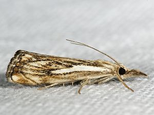 Catoptria falsella