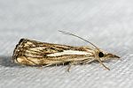 Catoptria falsella