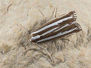 Catoptria fulgidella