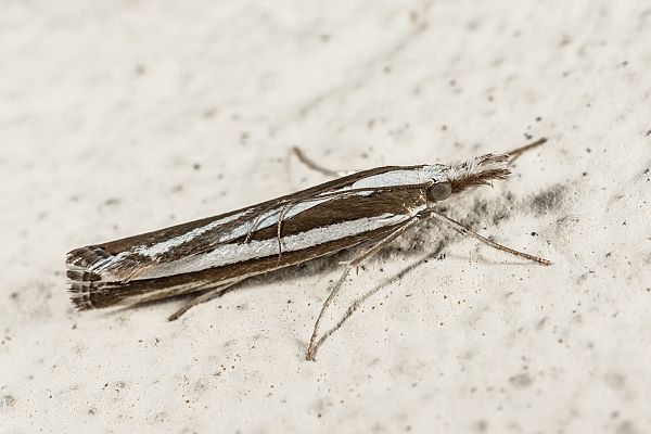 Catoptria fulgidella