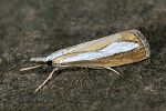 Catoptria margaritella