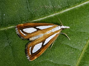 Catoptria osthelderi