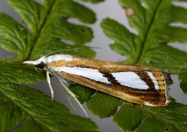 Catoptria permutatella