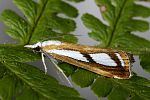 Catoptria osthelderi