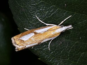 Catoptria pinella