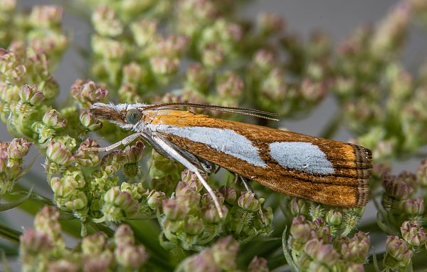 Catoptria pinella