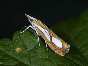 Catoptria pinella