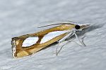 Catoptria pinella