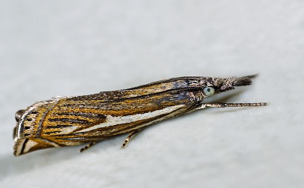 Crambus lathoniellus