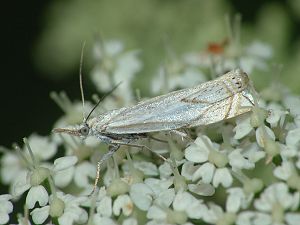 Crambus lathoniellus