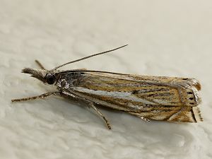 Crambus lathoniellus