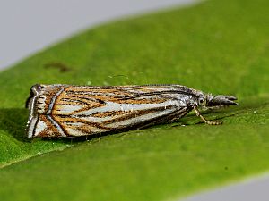 Crambus lathoniellus