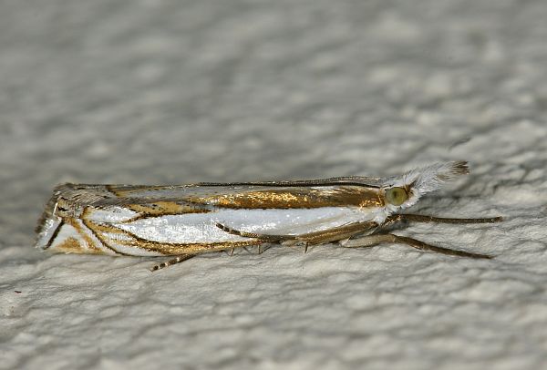 Crambus pascuellus