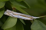 Crambus pascuellus