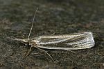 Crambus perlellus ssp warringtonellus