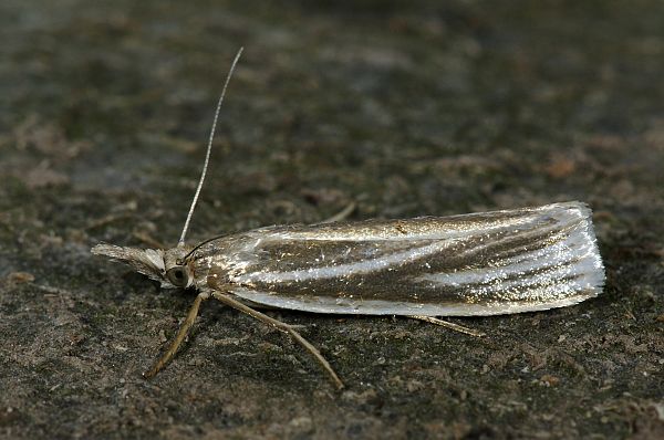 Crambus perlellus