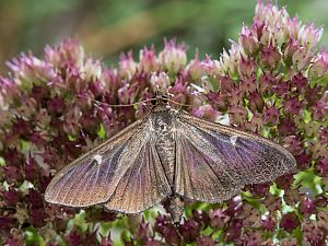 Cydalima perspectalis