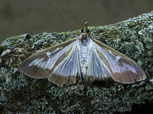 Cydalima perspectalis