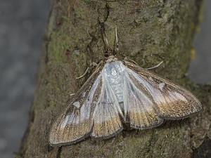 Cydalima perspectalis