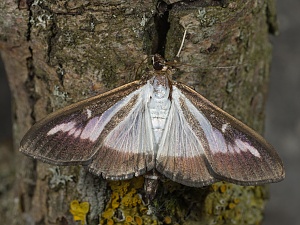 Cydalima perspectalis