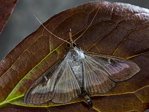 Cydalima perspectalis