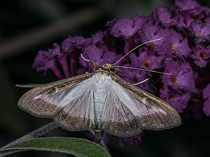 Cydalima perspectalis