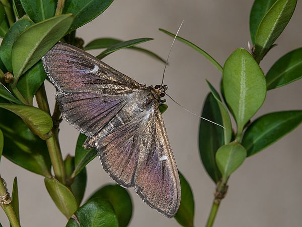 Cydalima perspectalis