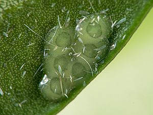 Cydalima perspectalis