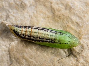 Cydalima perspectalis