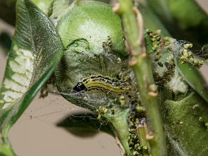 Cydalima perspectalis