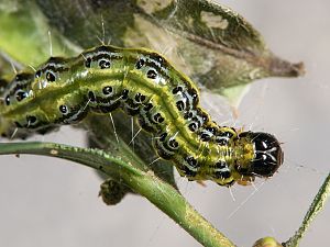 Cydalima perspectalis