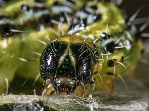 Cydalima perspectalis