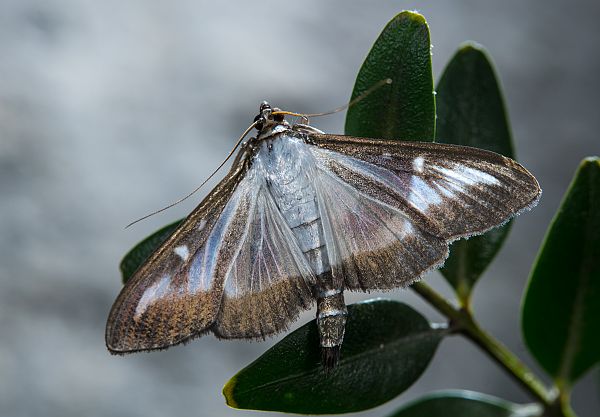 Cydalima perspectalis