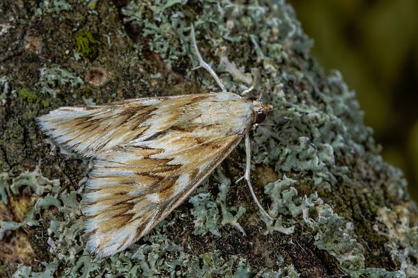 Cynaeda dentalis