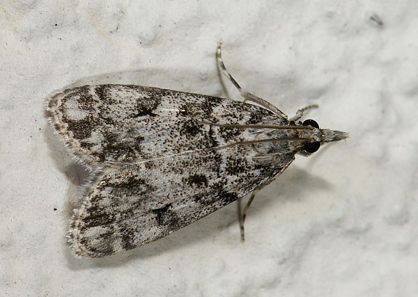 Dipleurina lacustrata