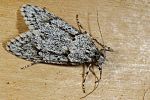 Diurnea fagella