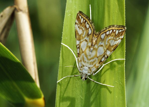 Elophila nymphaeata