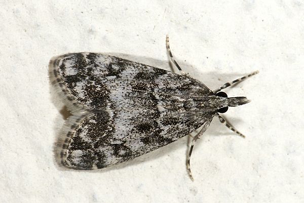 Eudonia mercurella